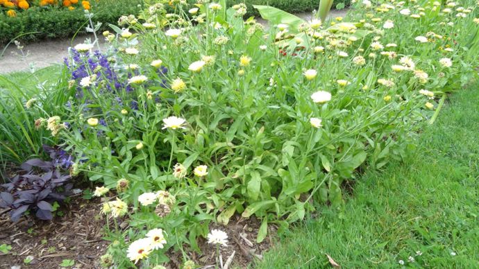 Calendula ‘Snow Princess’, classé parmi les grands soucis, «résistant» au mildiou